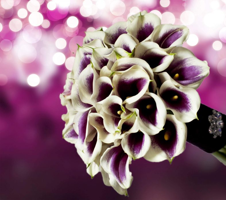 Výrazná kytice z bílých kal s fialovými prostředky